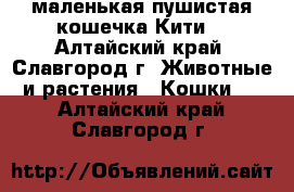 маленькая пушистая кошечка Кити  - Алтайский край, Славгород г. Животные и растения » Кошки   . Алтайский край,Славгород г.